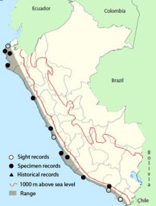 Peruvian Martin MartÃn Peruano (Progne murphyi)