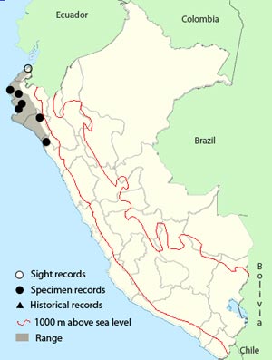 peruvian_swallow