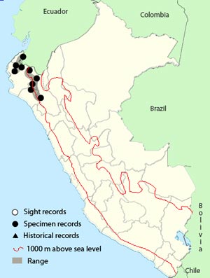plumbeous_backed_thrush