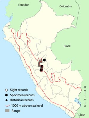 rufous-brown_solitaire