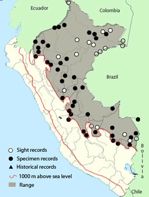 scaly-breasted_wren