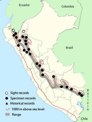 slaty-backed_nightlingale_thrush