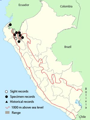 speckle-breasted_wren