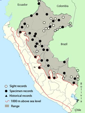 white-banded_swallow
