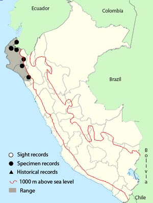 pacific elaenia