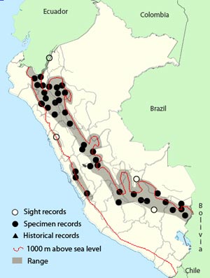 torrent tyrannulet