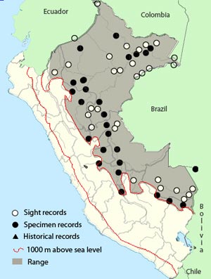 yellow-crowned tyrannulet