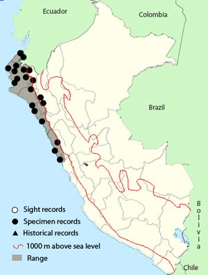 baird's_flycatcher