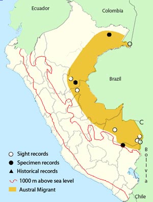 black-backed water-tyrant