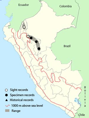 blackish pewee