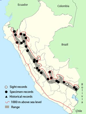brown-backed chat-tyrant