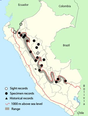 cliff flycatcher