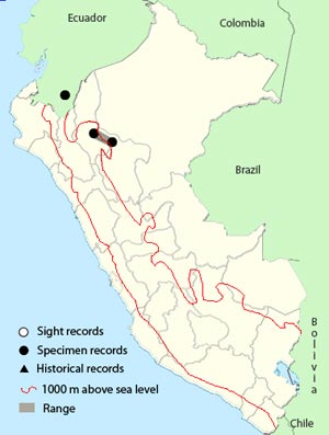 ecuadorian tyrannulet