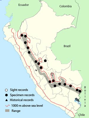 golden-browed chat-tyrant