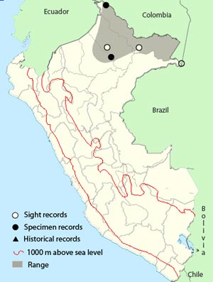 helmeted pygmy-tyrant