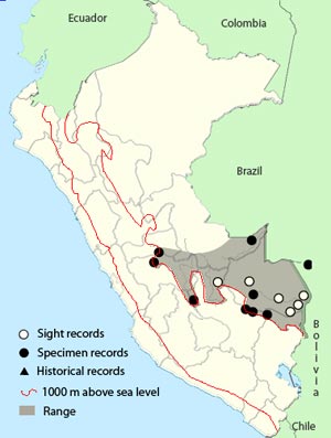 mcconnell's_flycatcher