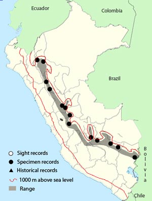 ochraceous-breasted flycatcher