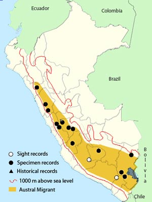 ochre-naped ground-tyrant