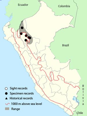 olive-chested flycatcher