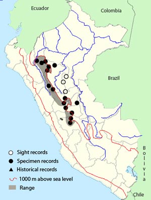 peruvian tyrannulet