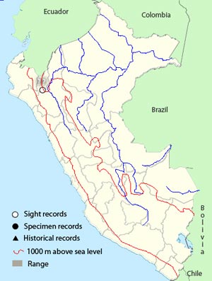 plain-capped_ground-tyrant