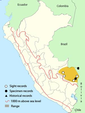 plain tyrannulet