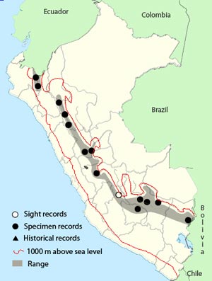 red-rumped bush-tyrant