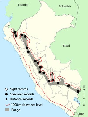 rufous-headed pygmy-tyrant