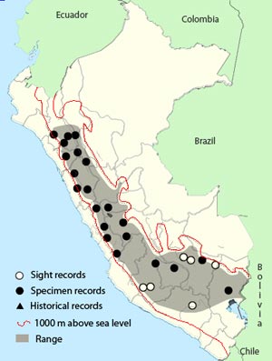 rufous-webbed tyrant