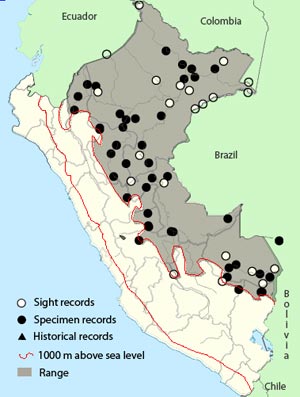 short-crested flycatcher