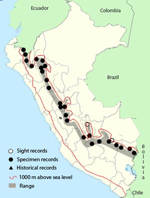 slaty-backed chat-tyrant