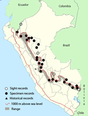 slaty-capped_flycatcher