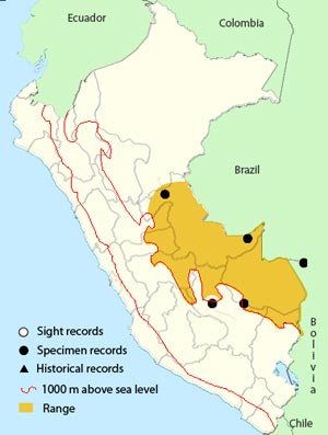 southern scrub flycatcher