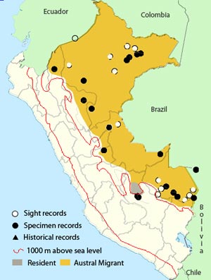 swainson's flycatcher