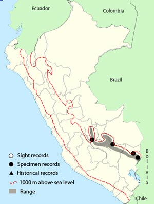 unadorned flycatcher
