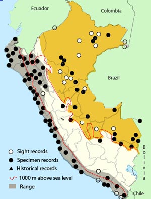 vermilion flycatcher