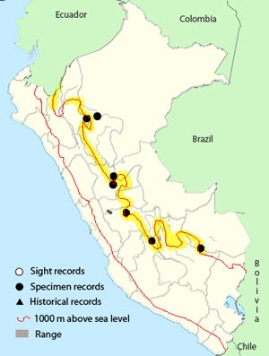 western wood-pewee