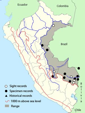 white-bellied tody-tyrant