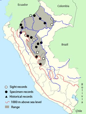 white-eyed tody-tyrant