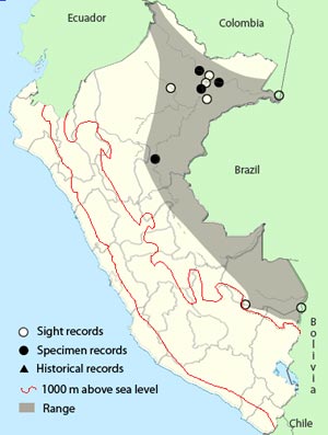 white-throated kingbird