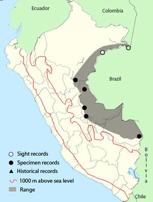 bar-bellied woodcreeper