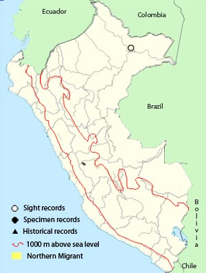 great-crested flycatcher