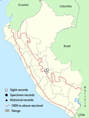 junin tapaculo