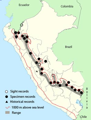 olive-backed woodcreeper