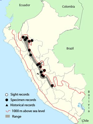 rufous-vented tapaculo