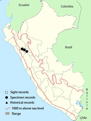 unicolored tapaculo