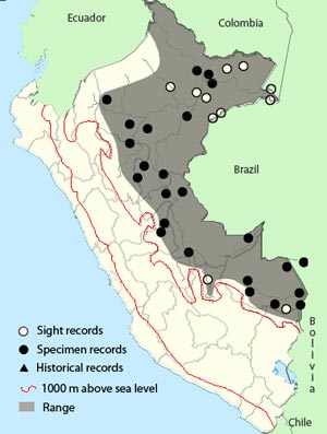 white-chinned woodcreeper