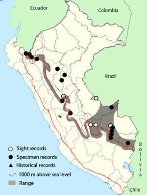 gray-throated leaftosser