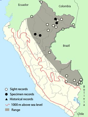 rufous-tailed xenops