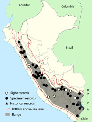 slender-billed miner